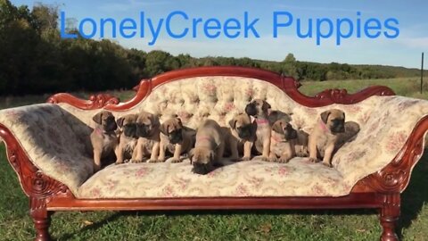 LonelyCreek Bullmastiffs