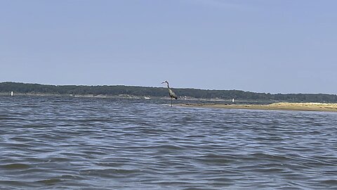 Great blue heron takes flight.