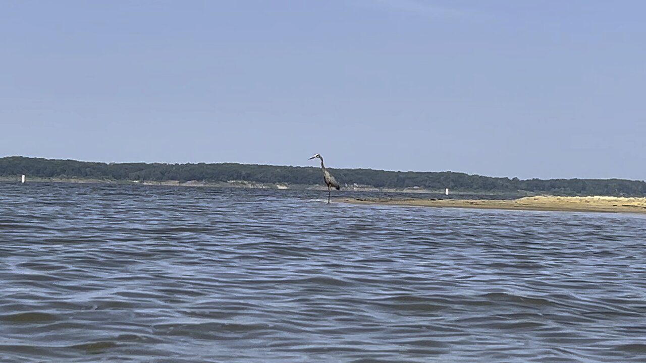 Great blue heron takes flight.