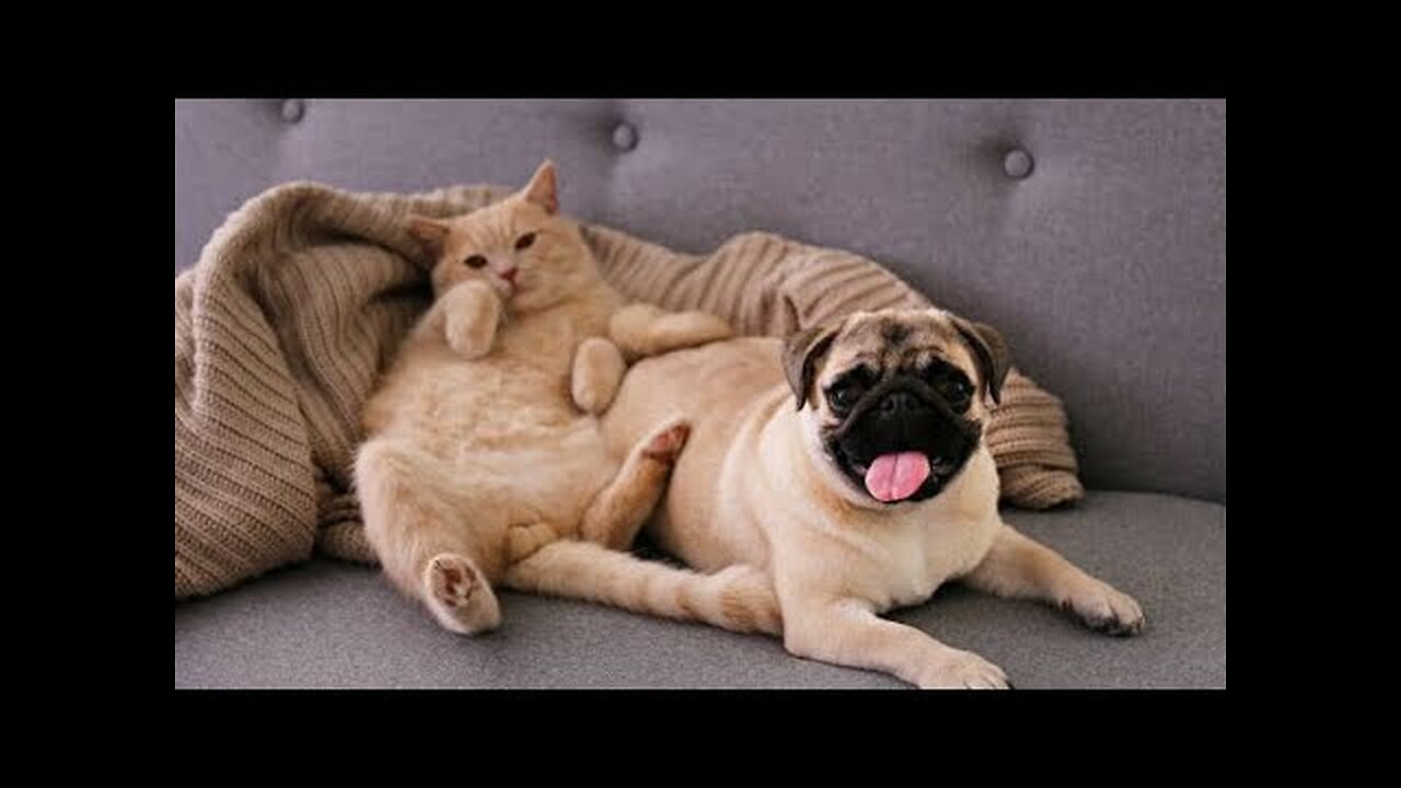 Funny Animal Videos Cute And Funny Cat And Dog