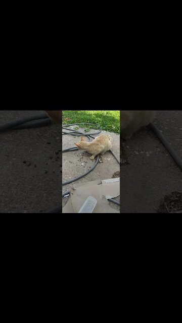 this cat getting on my nerves