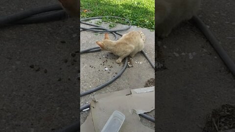 this cat getting on my nerves
