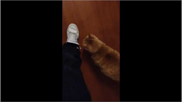 Cat follows owner's every single move