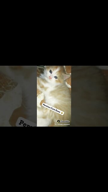 28 June 2022 | Cute Kitten | Persian Cats Zone 😻 #persiancats #shorts #cutecat #cat #kittens
