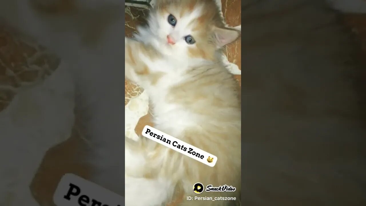 28 June 2022 | Cute Kitten | Persian Cats Zone 😻 #persiancats #shorts #cutecat #cat #kittens