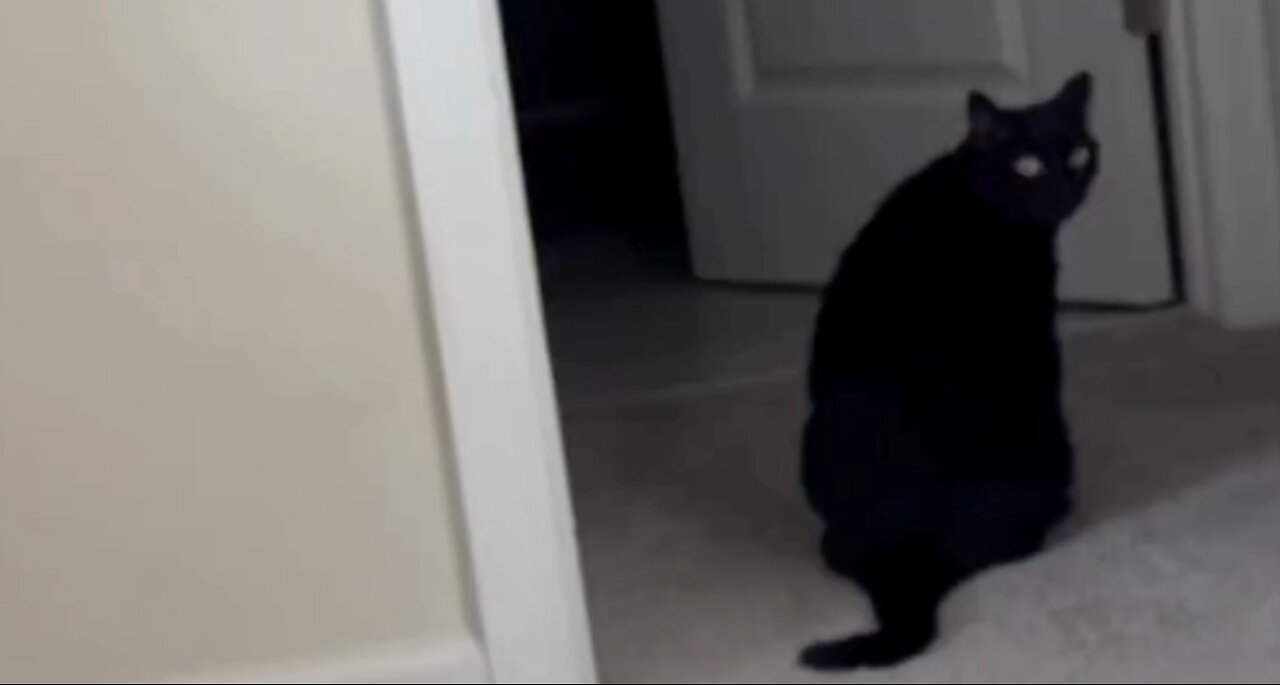 Adopting a Cat from a Shelter Vlog - Cute Precious Piper Guards the Bathroom Door #shorts