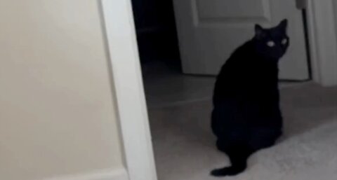 Adopting a Cat from a Shelter Vlog - Cute Precious Piper Guards the Bathroom Door #shorts