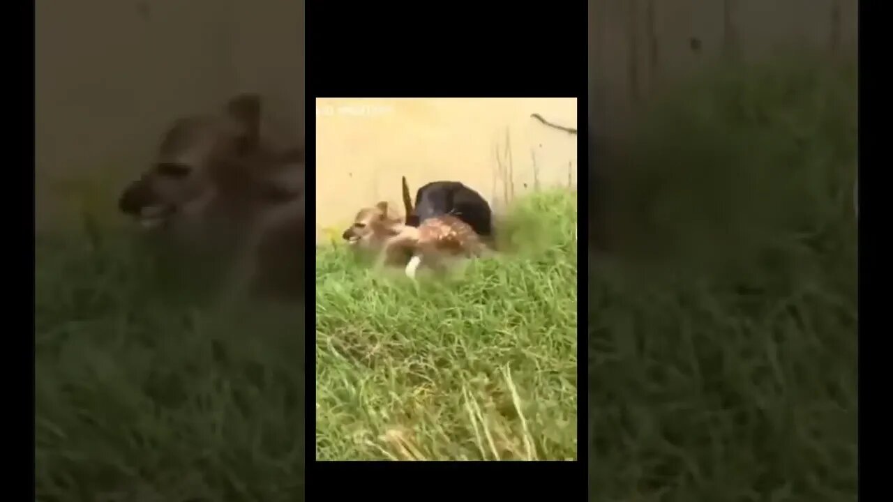 Dog saved deer