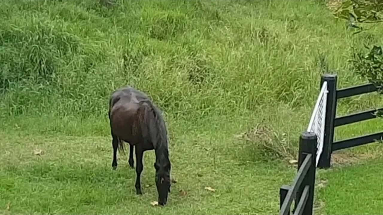 Stalking Cleo and Tuppy - both relaxed in their new paddock