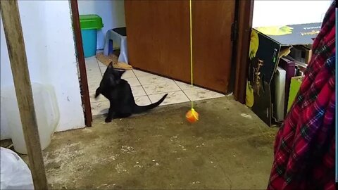 Kitten Does Intense Cross Training