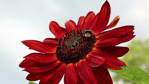 Bumblebee on sunflower