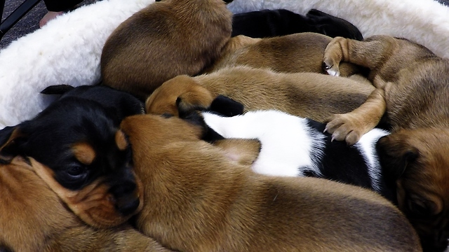 Rescued puppies in basket are too cute for words