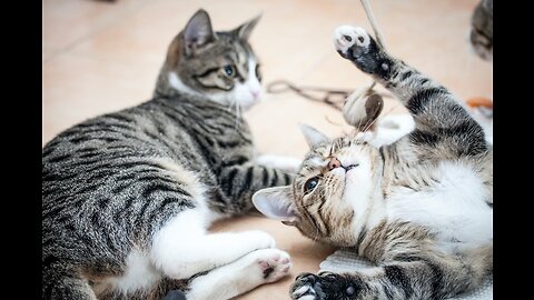 The Hilarious Adventures of Cute and Crazy Cats