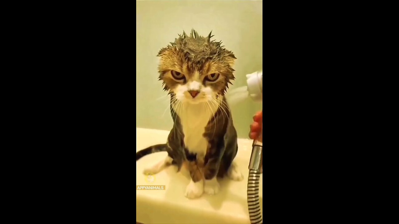 Funny cats [hilarious Must watch if having a bad day 😂]