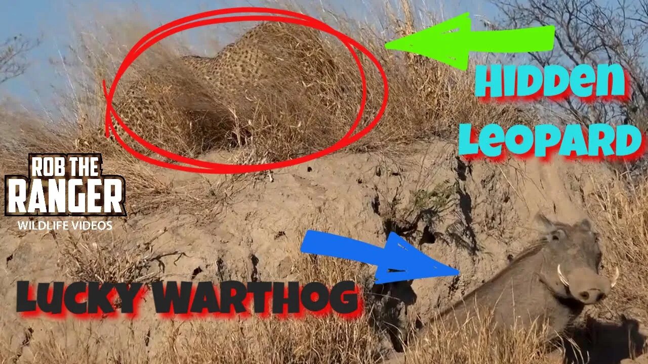 Leopard Waiting For A Warthog | African Safari Sighting