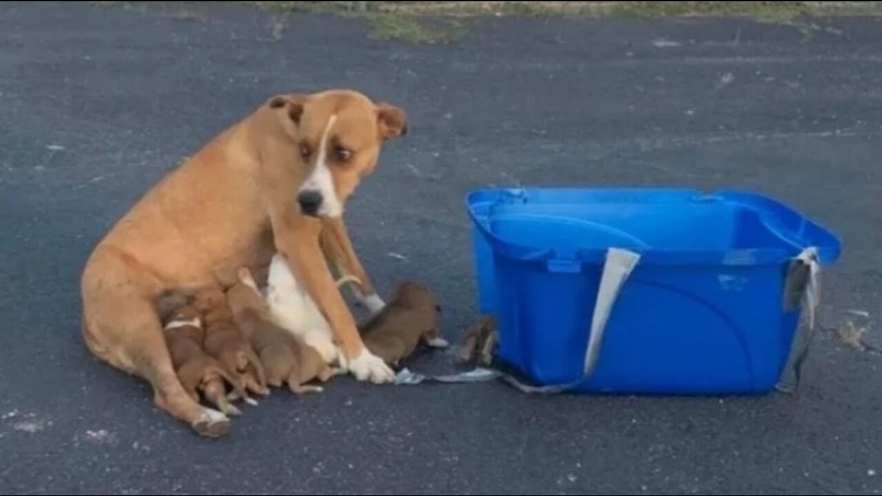 They were brought and left in the parking lot as an unnecessary thing