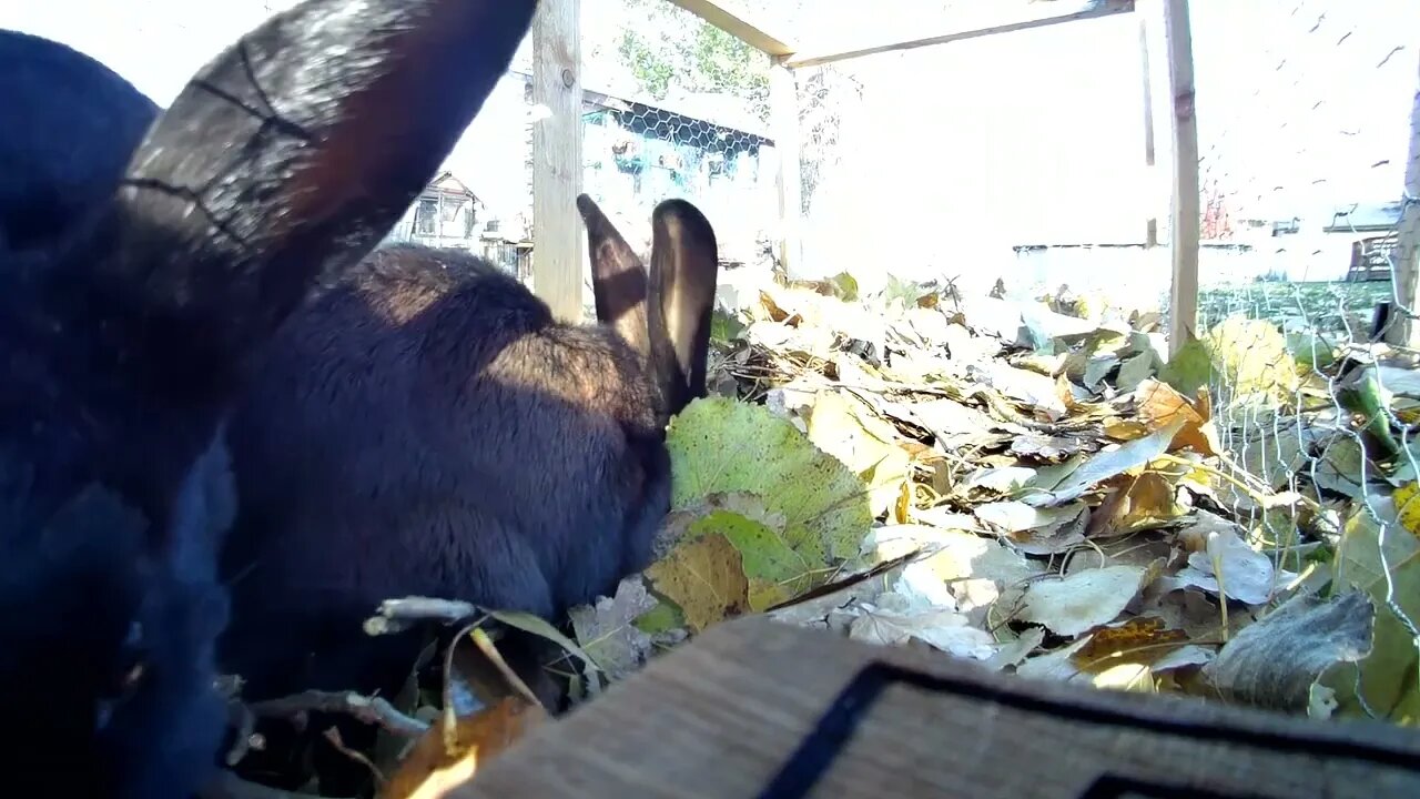 Crunchies and munchies