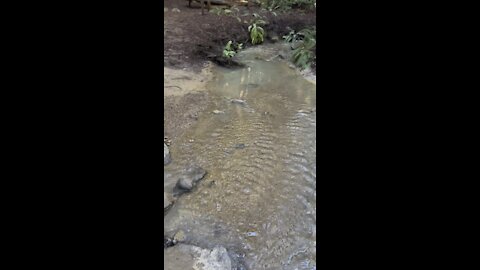 Redwood Creek and Trail Crossing