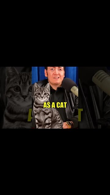 Liam Neeson As A Cat #impression #celebrity #cat #comedy #comedian #standup #standupcomedy #funny