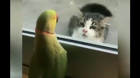 Funny animals video