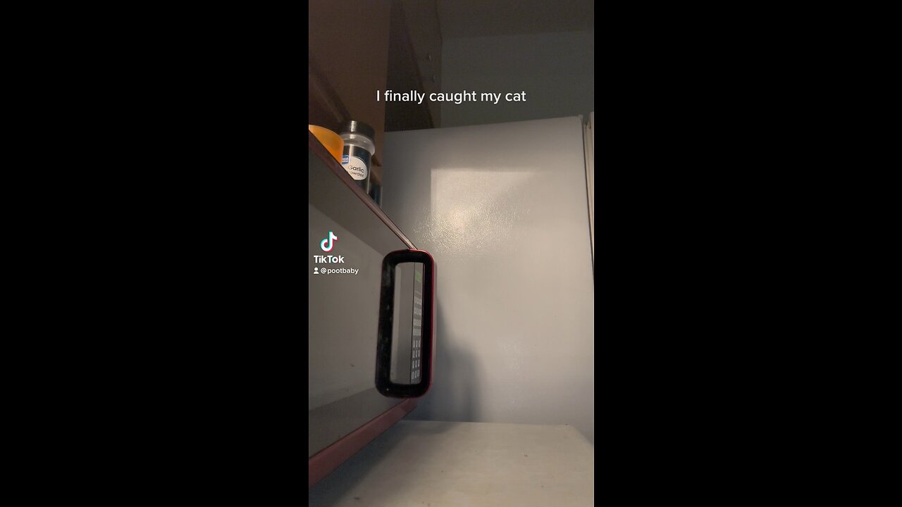 MUST WATCH! Cat Caught Opening Microwave