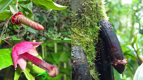 20 Exotic Plants That You Didn’t Imagine Existed