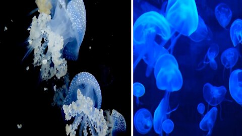 The Most Beautiful Jellyfish in the World