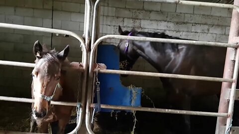 Dyani being stalled and weaned with a broken leg - stalled next to mum for enforced weaning at 3 mth