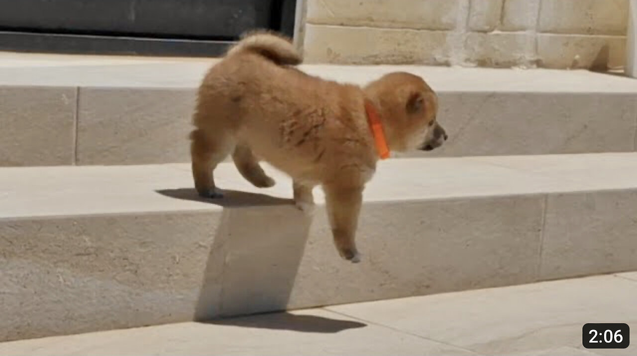 it was that moment he knew he ... has no concept of stairs yet 😅