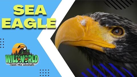 Sea Eagle