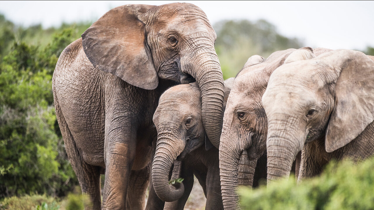 Life of Elephants [National Geographic Documentary]