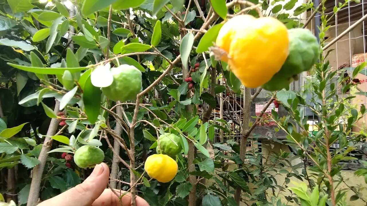 frutíferas produzindo em vaso mirtilo caqui fuiu e rama forte longana ciriguela dekopon charmute uva