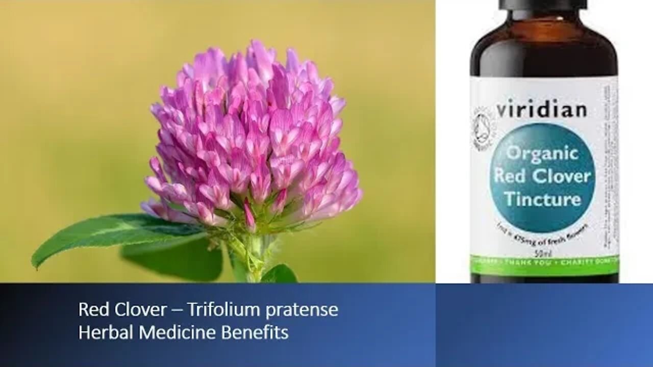 Red clover Trifolium pratense Herbal Medicine Benefits