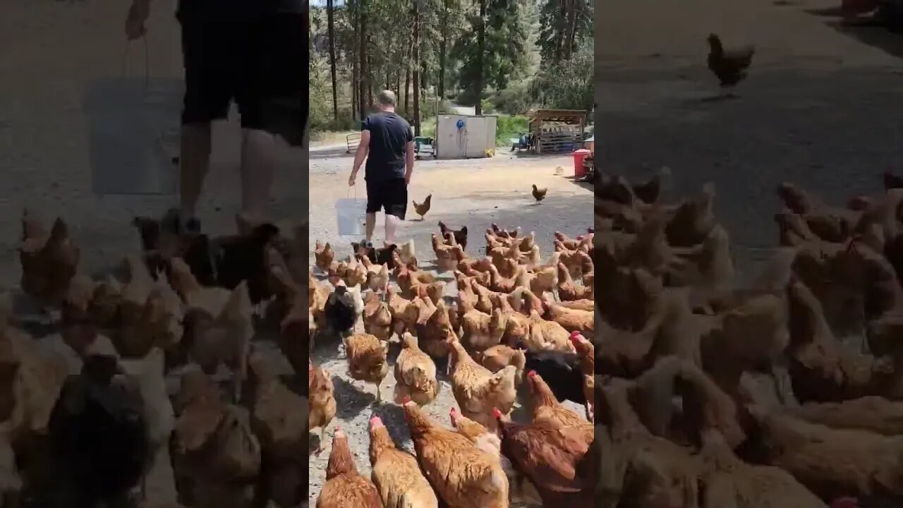 #chickens #layers #free-range #feedingtime #homesteading #farmlife