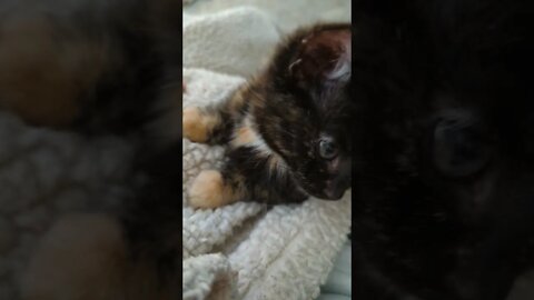 Cute Overload: Tortie Kitten Cleaning Paws & Snuggling #Shorts