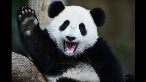Lovely baby panda.