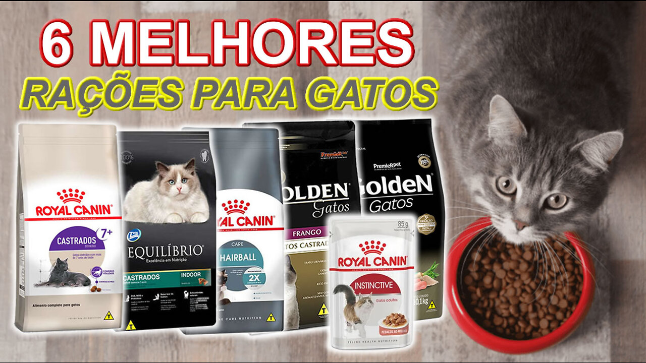 As Melhores Rações Para Gatos Adulto e Filhotes