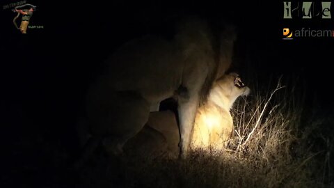 WILDlife: Lions Do It At Night