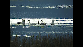 In Search of Swans