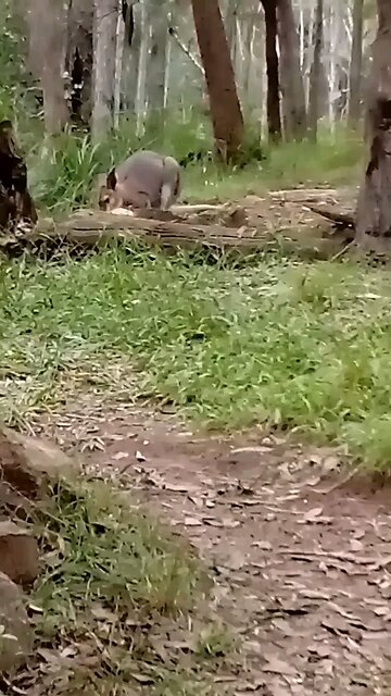 Sistra Eating, Scooty Spying