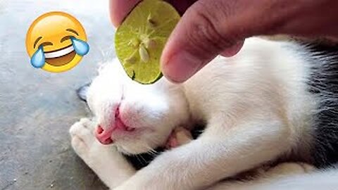 funny cats video , most funny cats video