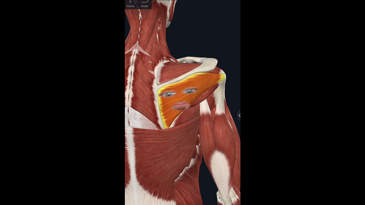INFRASPINATUS