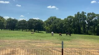 Horses enjoying Lunchtime in Texas