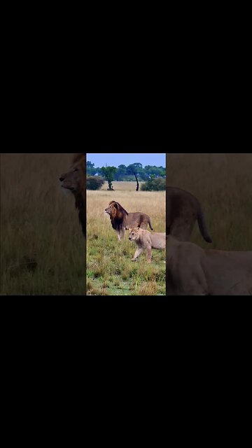 Half-tail And Sons... #Wildlife | #ShortsAfrica