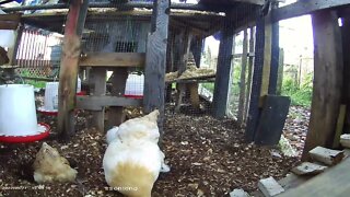 Sunshine and the Silkie Squad pecking around