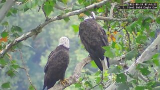 USS Eagles - Mom & Dad in nest