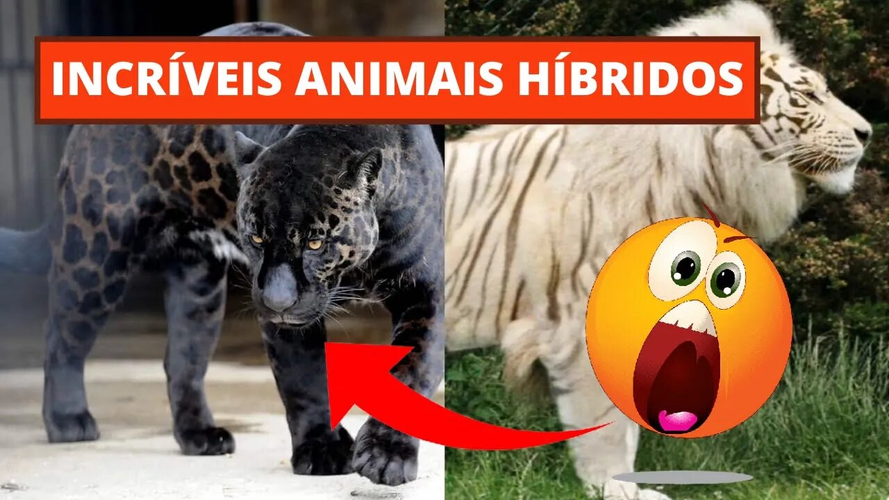 INCRÍVEIS ANIMAIS HÍBRIDOS - canal top 10