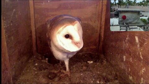 Right before Dawn, M returns to Kastle with a rat for S or for lunch. M eats it. 2-1-21