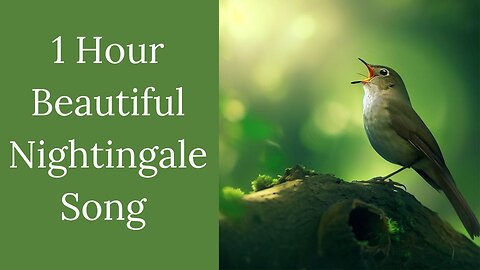 #Relaxation | 1 Hour Beautiful Nightingale Song In The Spring | Relaxation Bird Song |