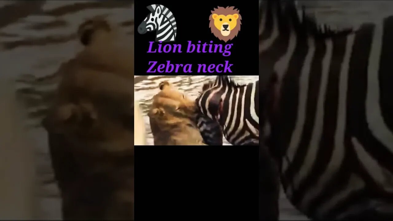 Lion biting zebra neck 2022,#shorts #youtubeshorts